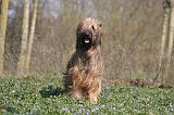 BRIARD 100
